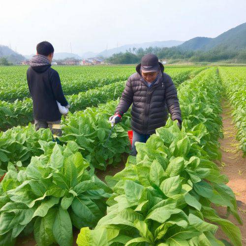 今日头条！福建云霄烟代理商“互利共赢”