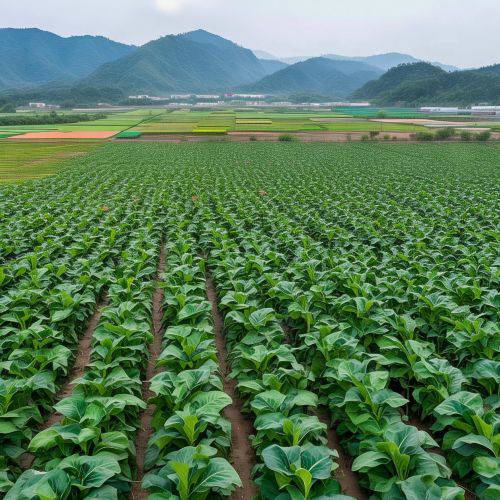 今日头条！福建云霄烟草种植基地“规模宏大”